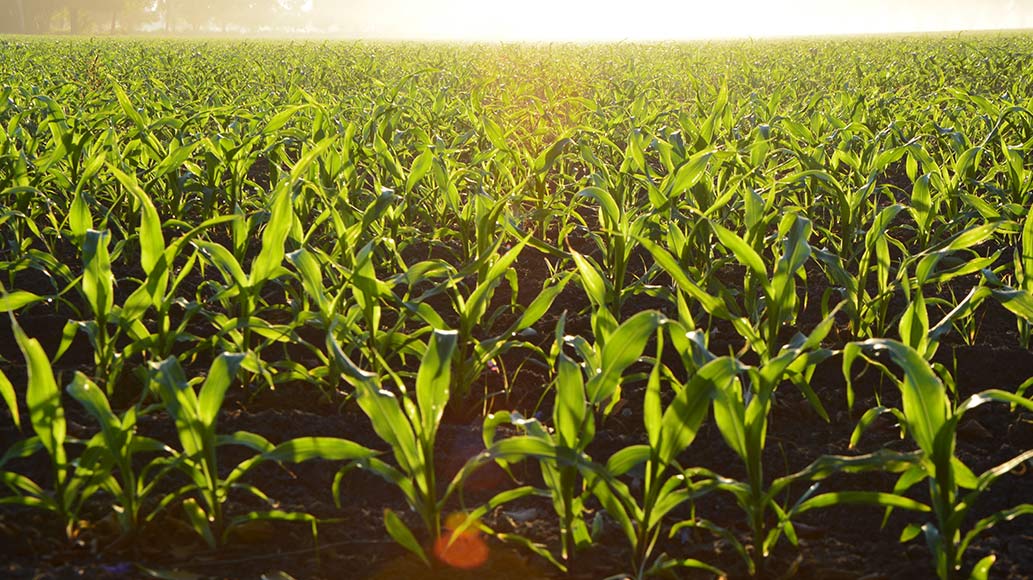 Campos Agricultura