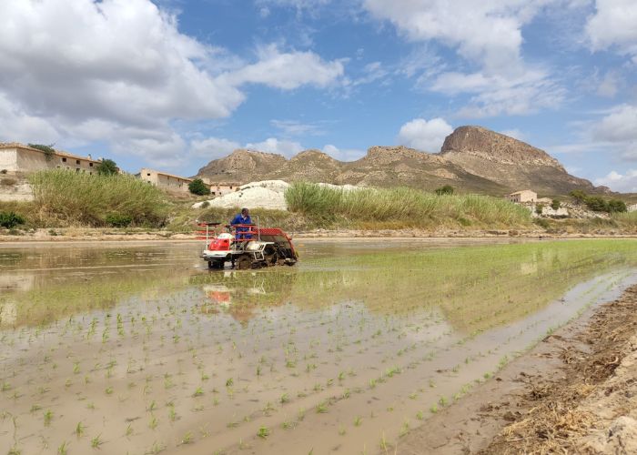 agricultor arroz arrozal calasparra proyecto innovador grupo operativo arrozinnova